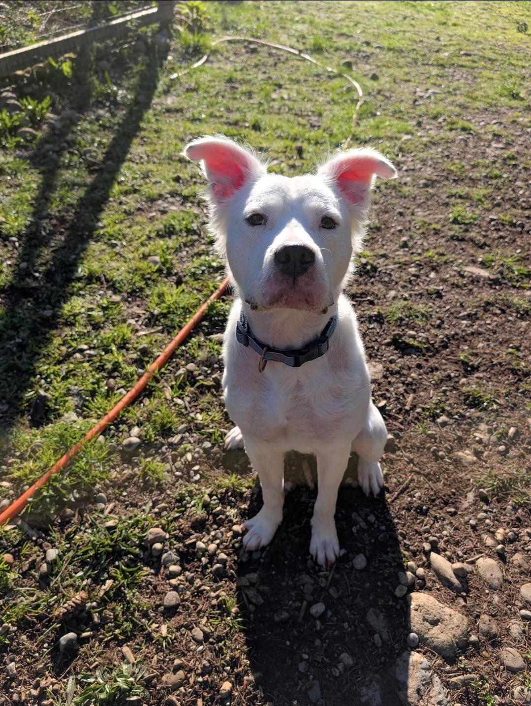 Enlarge Bentley, a Adoptable mixed breed in Buckley, WA image 3/6
