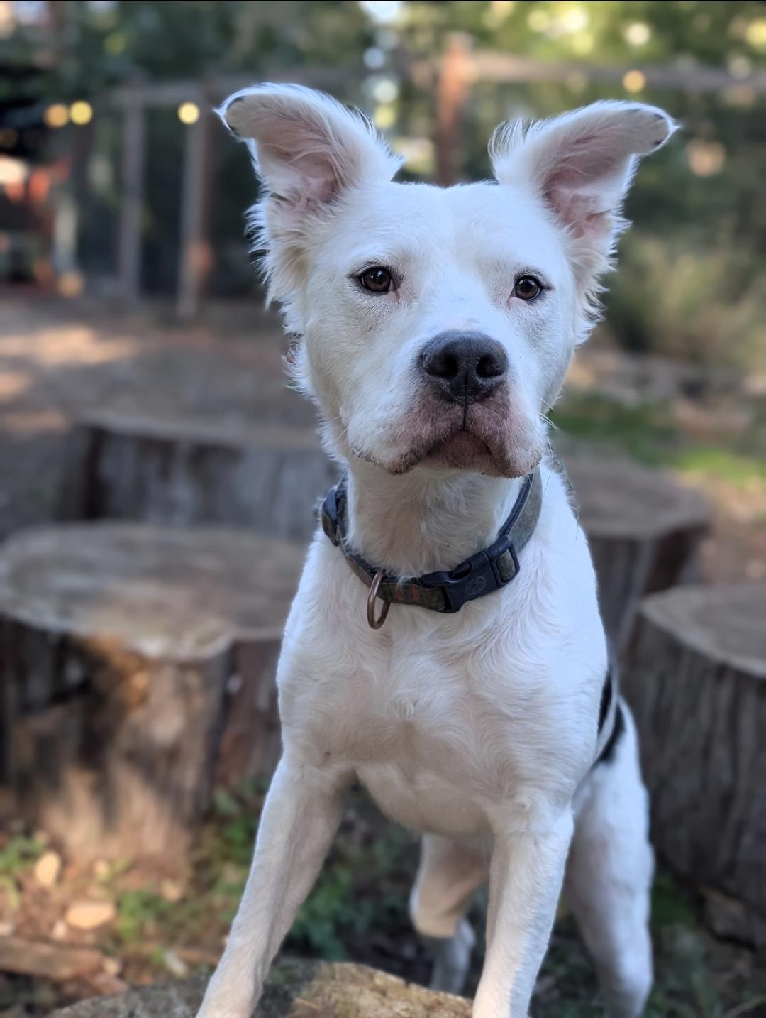 Bentley, Adoptable, Adult Male Border Collie & Pit Bull Terrier.