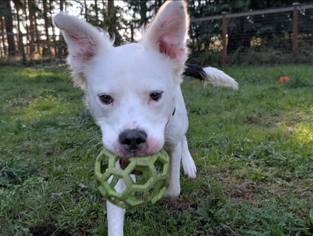 Enlarge Bentley, a Adoptable mixed breed in Buckley, WA image 4/6