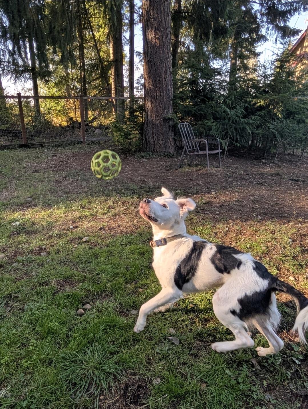 Enlarge Bentley, a Adoptable mixed breed in Buckley, WA image 5/6
