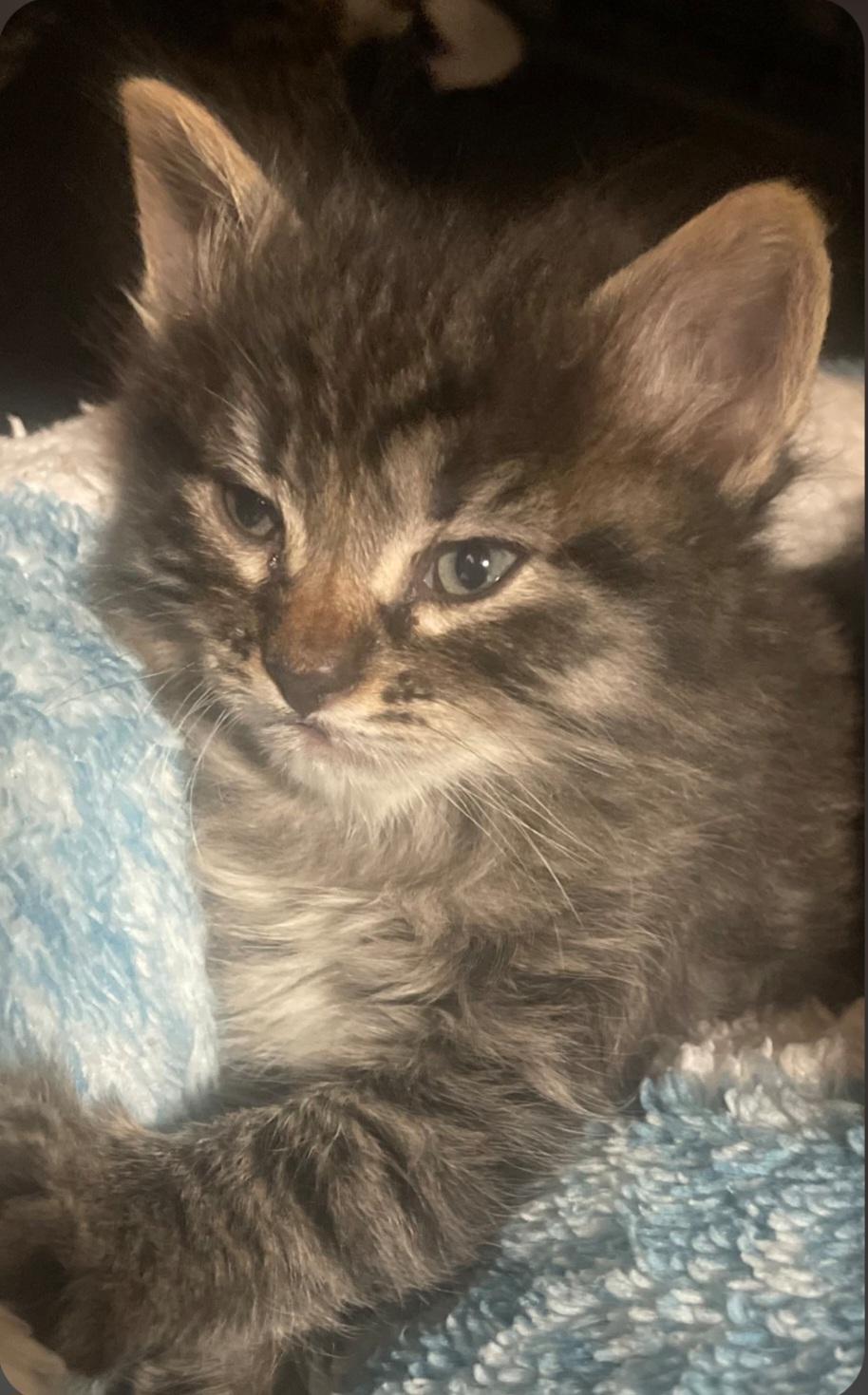 K-7 Ruby, adopted, Kitten Female Tabby.