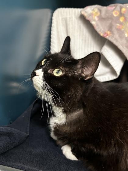Kitty (Célestine), Adoptable, Senior Female Domestic Short Hair & Domestic Short Hair.
