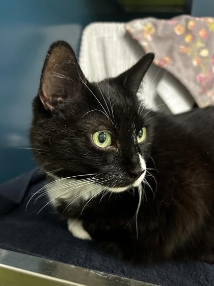 Kitty (Célestine), a Adoptable mixed breed in Montreal, QC image 2/3