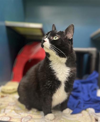 Kitty (Célestine), a Adoptable mixed breed in Montreal, QC image 2/3