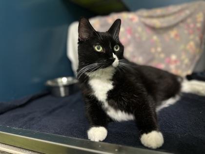 Kitty (Célestine), a Adoptable mixed breed in Montreal, QC image 3/3