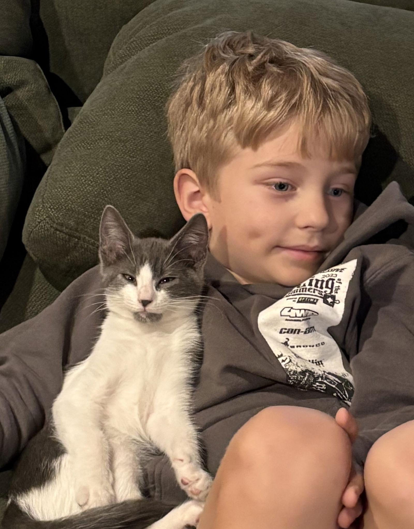 Enlarge Martin, a Adoptable Domestic Short Hair in San Jose, CA image 1/2