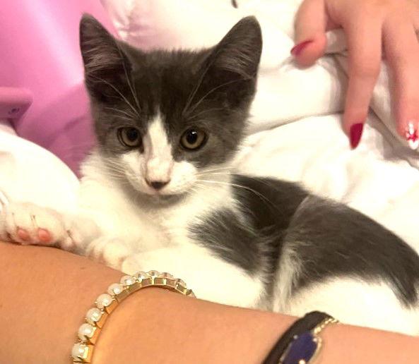 Enlarge Martin, a Adoptable Domestic Short Hair in San Jose, CA image 2/2