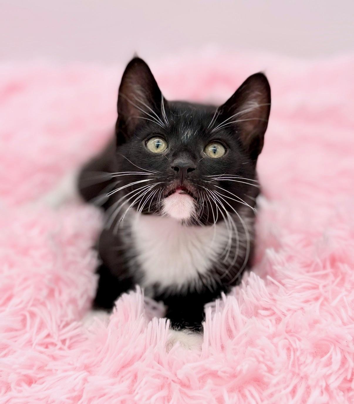 Enlarge Ratchet, an adopted Domestic Short Hair in Covington, LA image 3/6