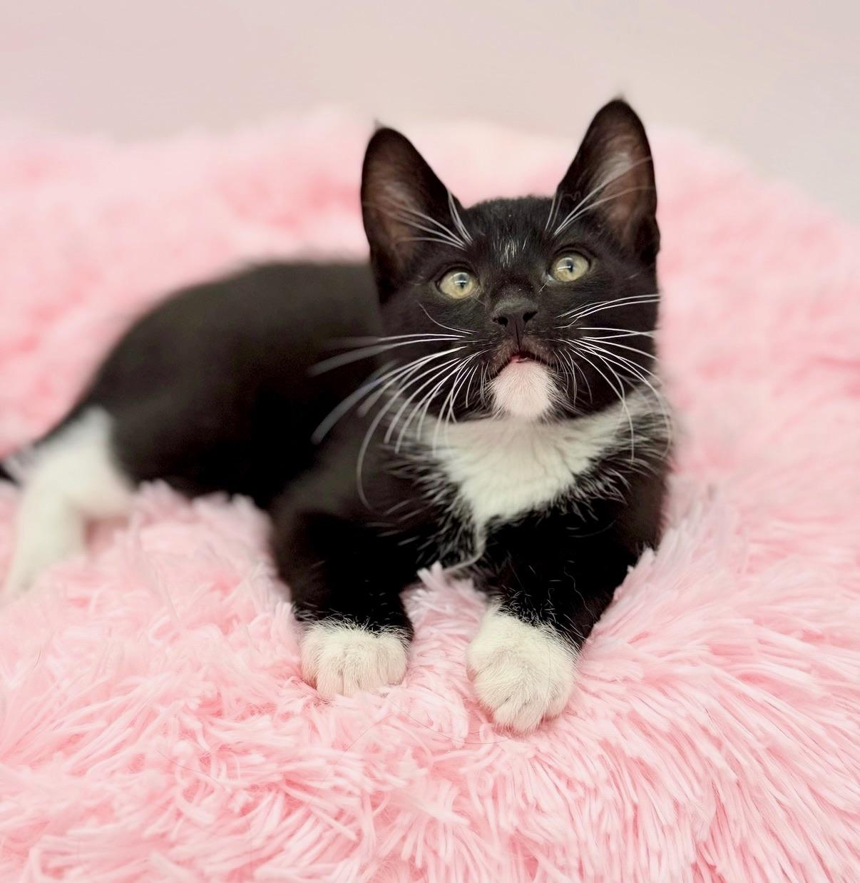Ratchet, adopted, Kitten Male Domestic Short Hair.