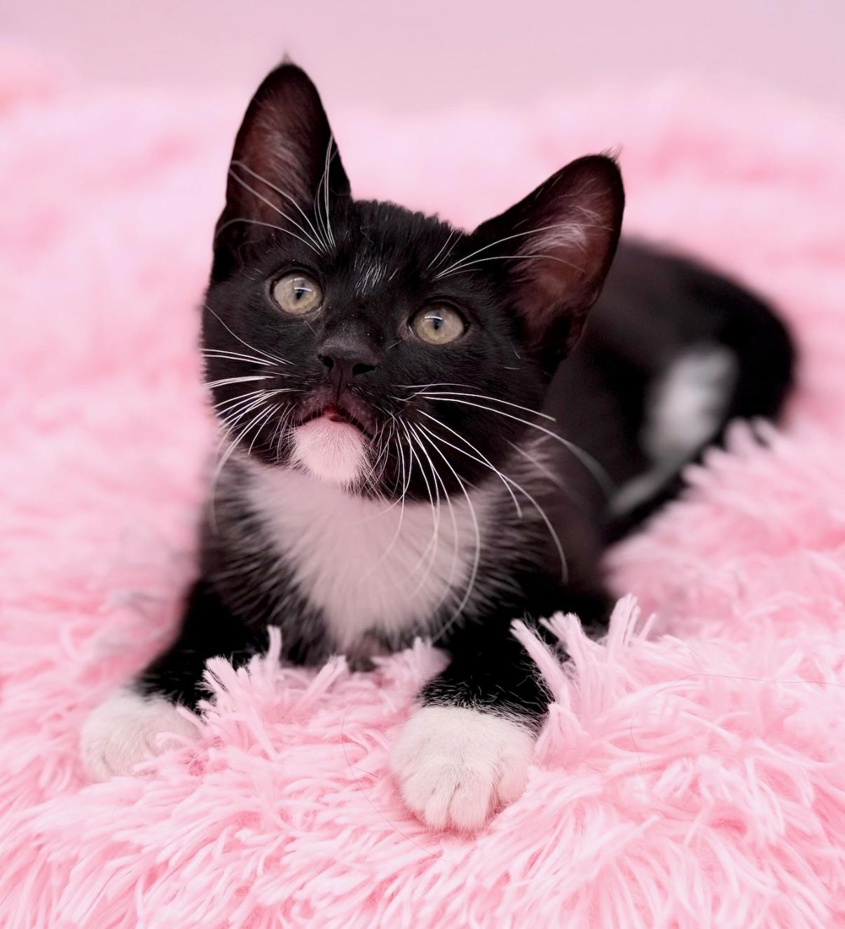 Enlarge Ratchet, an adopted Domestic Short Hair in Covington, LA image 5/6