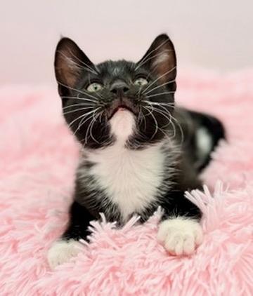 Enlarge Ratchet, an adopted Domestic Short Hair in Covington, LA image 6/6