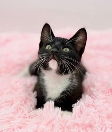 Enlarge Ratchet, an adopted Domestic Short Hair in Covington, LA image 4/6