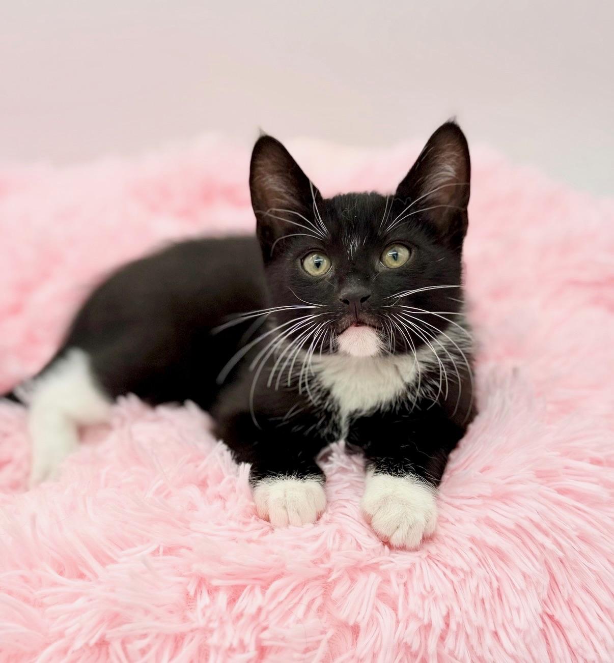 Enlarge Ratchet, an adopted Domestic Short Hair in Covington, LA image 2/6