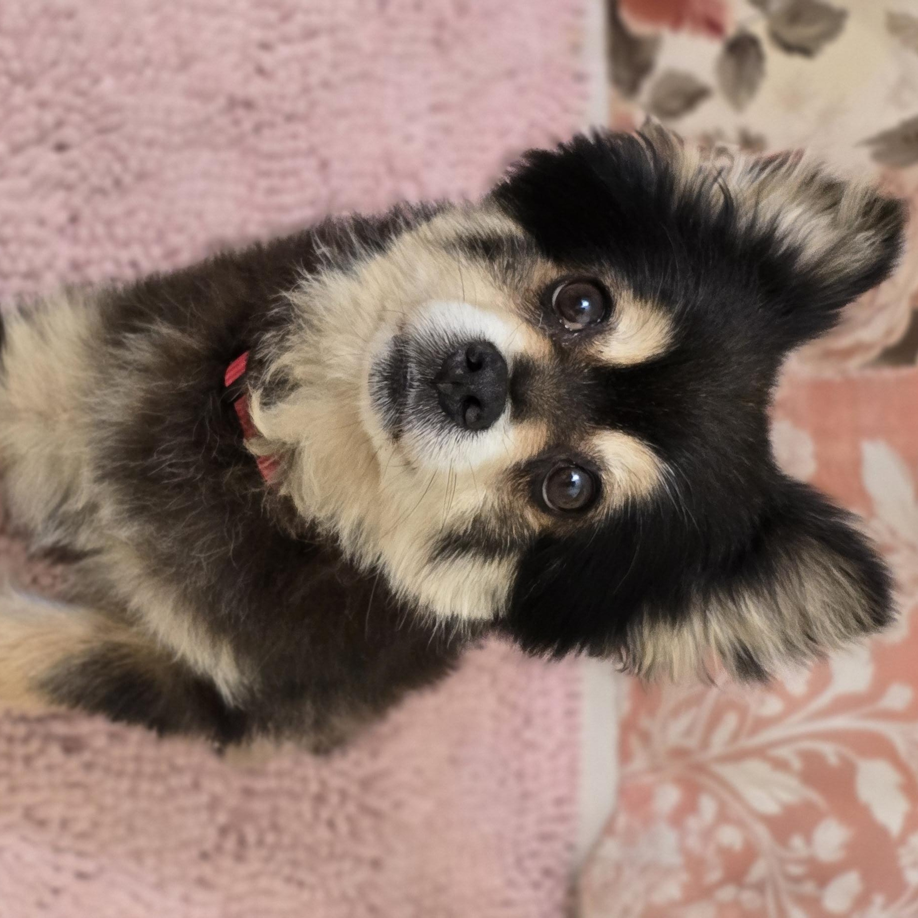BANDIT, ADOPTABLE, Senior Male Pomeranian.