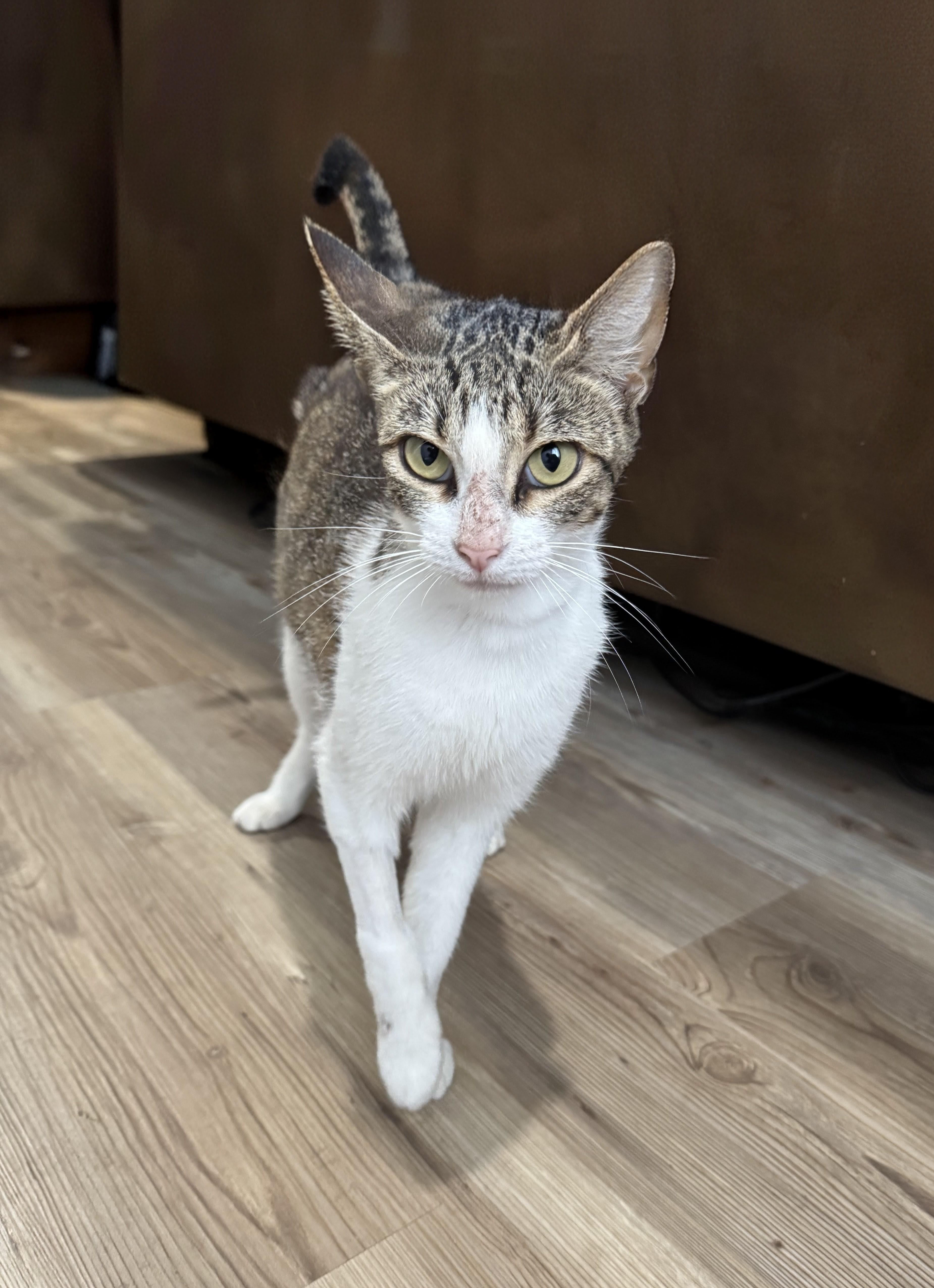Charli XCX, Adoptable, Adult Female Tabby & Domestic Short Hair.