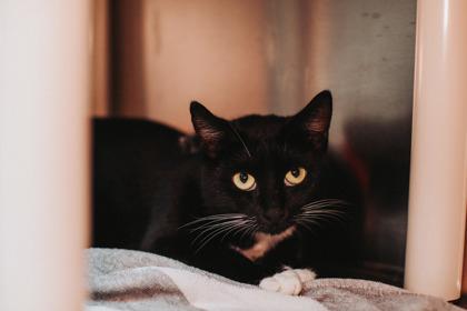 Enlarge 88958a Scarlett-Pounce Cat Cafe, a Adoptable Domestic Short Hair in North Charleston, SC image 1/3