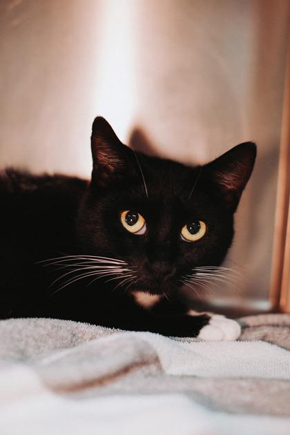 Enlarge 88958a Scarlett-Pounce Cat Cafe, a Adoptable Domestic Short Hair in North Charleston, SC image 2/3