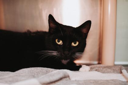 Enlarge 88958a Scarlett-Pounce Cat Cafe, a Adoptable Domestic Short Hair in North Charleston, SC image 3/3