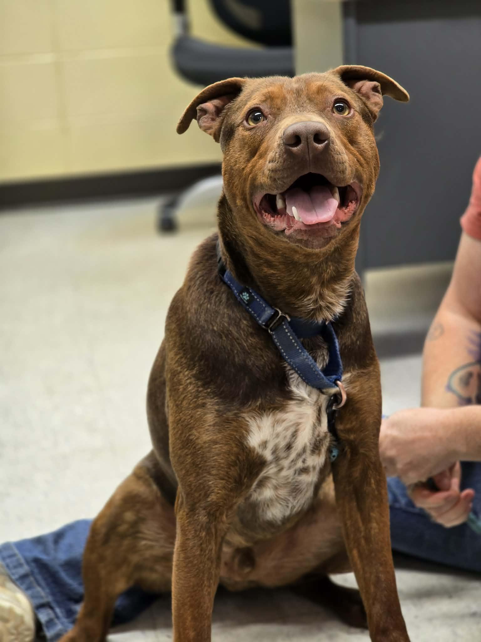 Enlarge Tyr, a ADOPTABLE mixed breed in Grants Pass, OR image 3/6