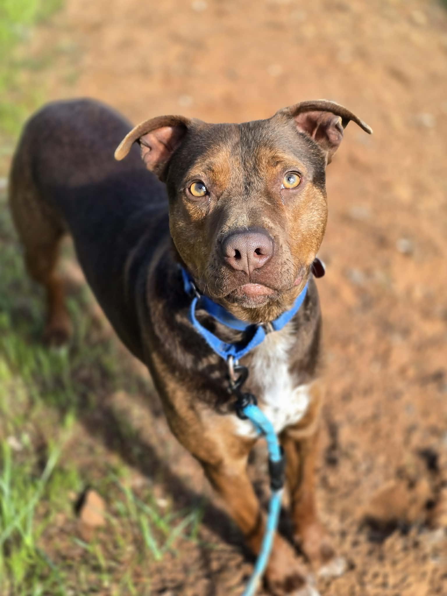 Enlarge Tyr, a ADOPTABLE mixed breed in Grants Pass, OR image 1/6