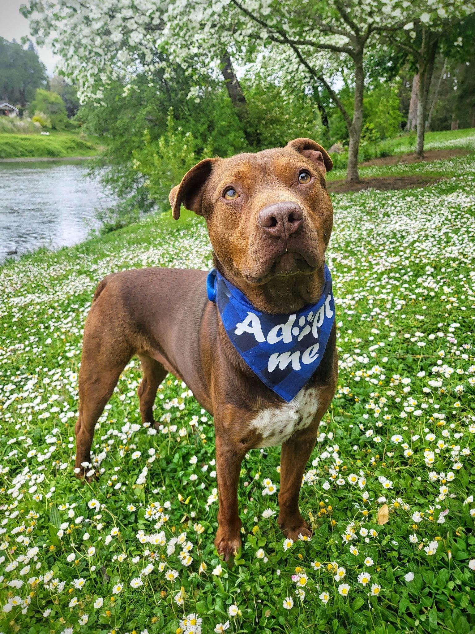 Enlarge Tyr, a ADOPTABLE mixed breed in Grants Pass, OR image 2/6