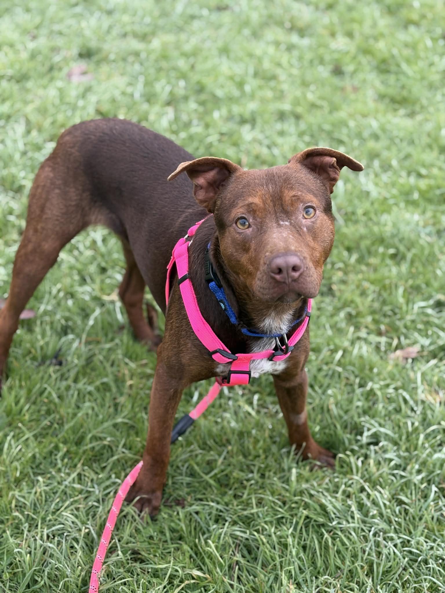 Enlarge Tyr, a ADOPTABLE mixed breed in Grants Pass, OR image 1/1