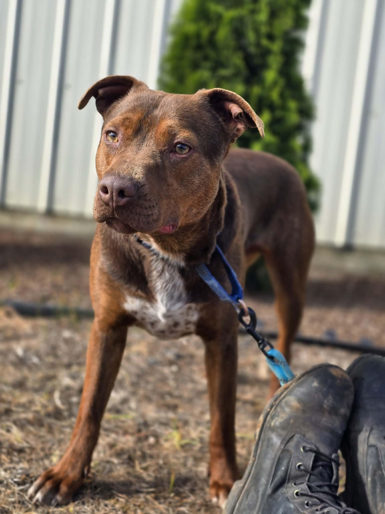 Enlarge Tyr, a ADOPTABLE mixed breed in Grants Pass, OR image 5/6