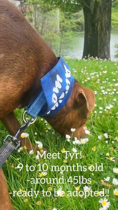 Enlarge Tyr, a ADOPTABLE mixed breed in Grants Pass, OR video 6/6
