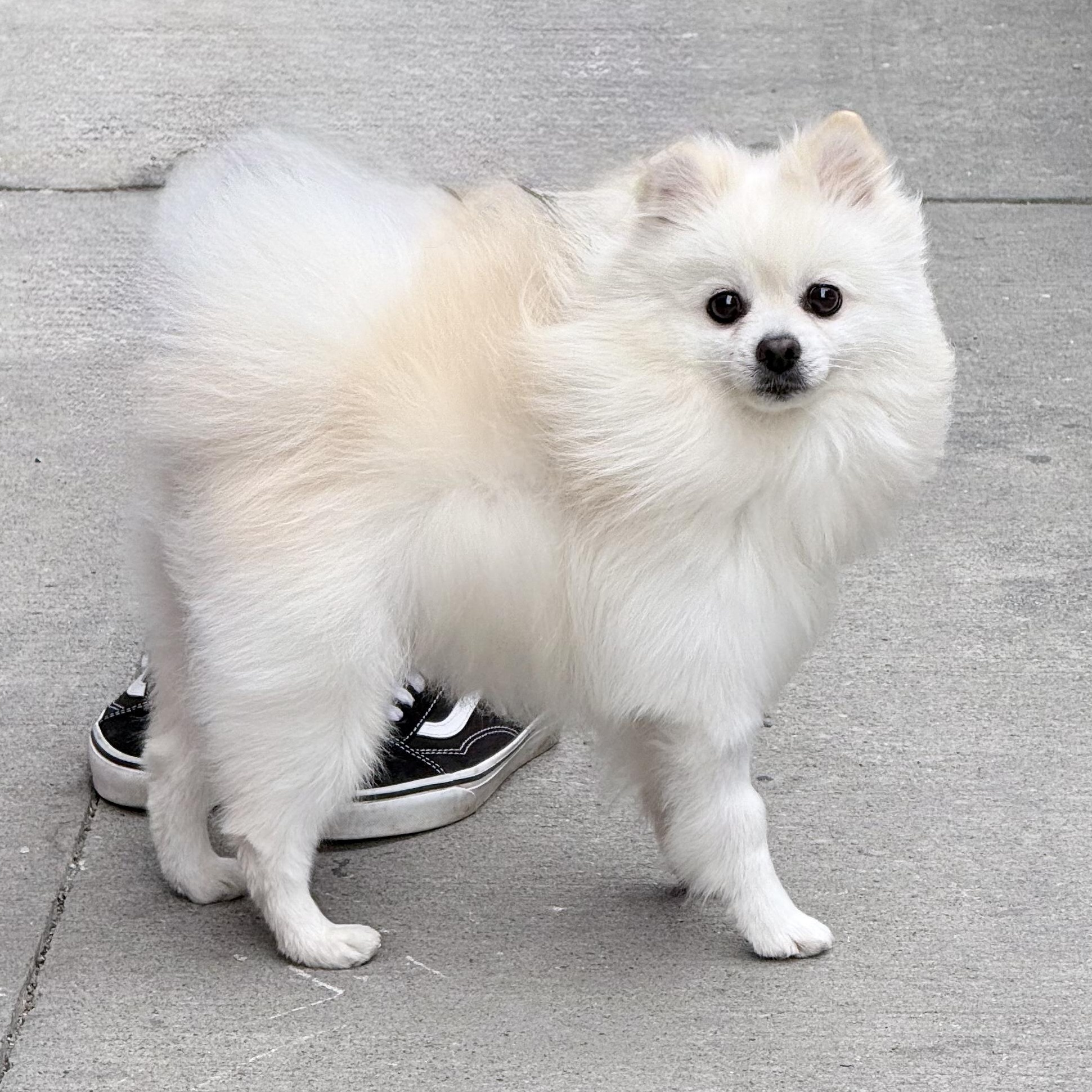 Polard, an adopted Pomeranian in Scarborough, ON image 5/6