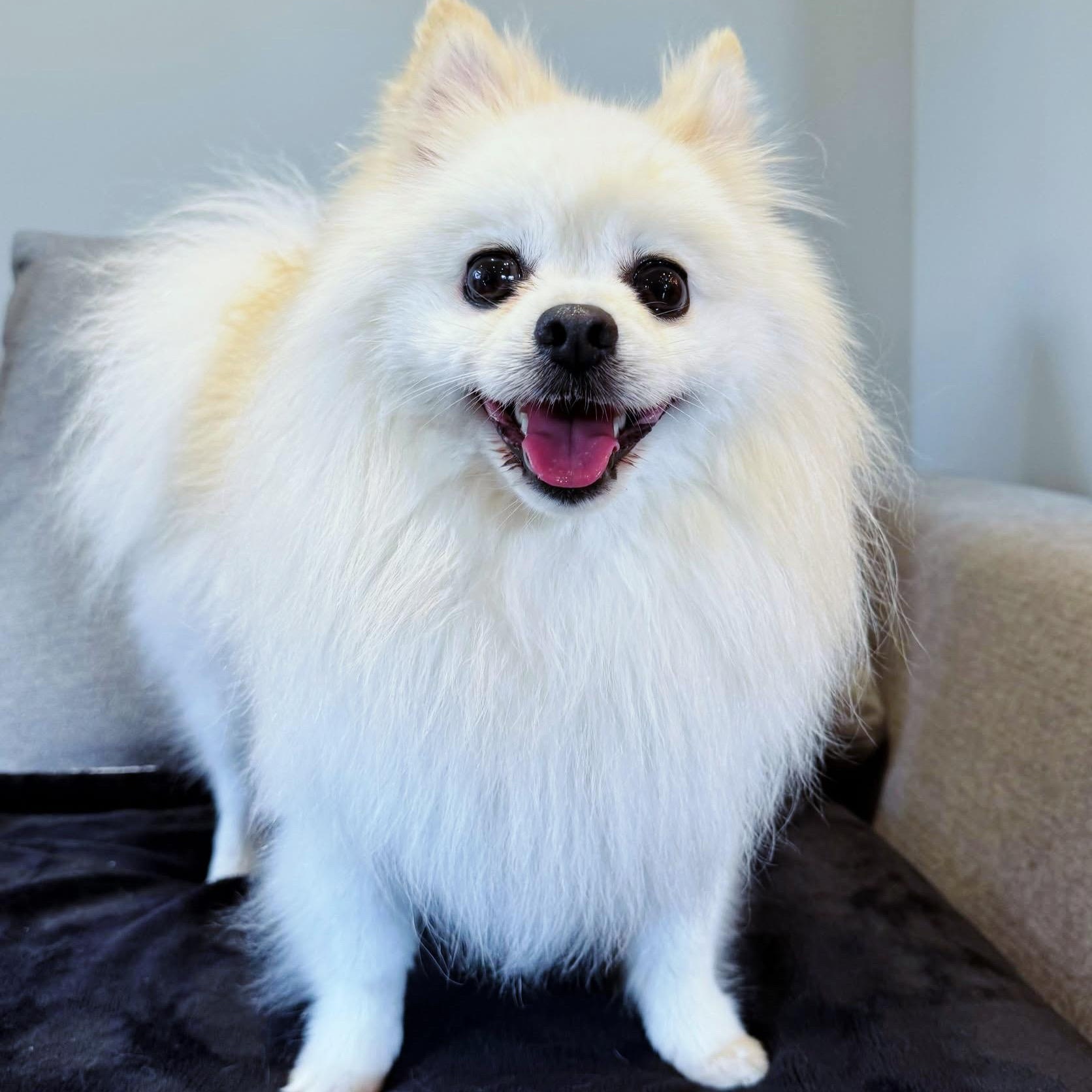 Enlarge Polard, a ADOPTABLE Pomeranian in Scarborough, ON image 2/6