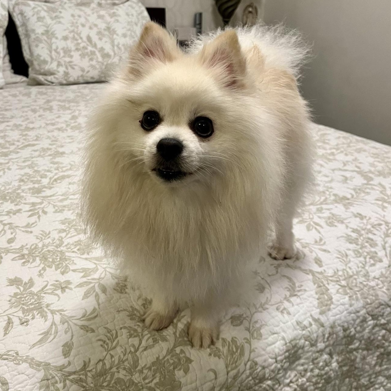 Enlarge Polard, a ADOPTABLE Pomeranian in Scarborough, ON image 3/6