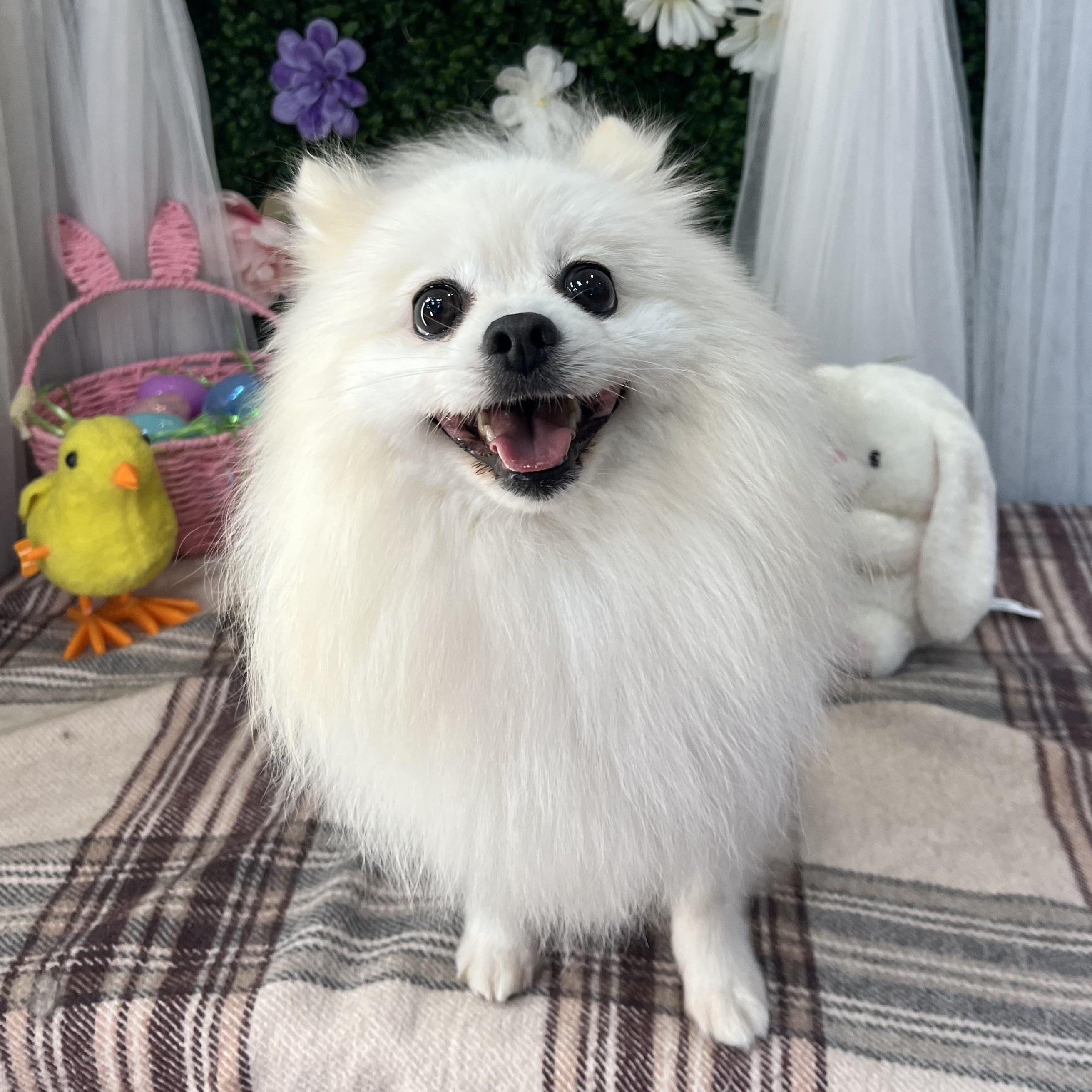 Enlarge Polard, a ADOPTABLE Pomeranian in Scarborough, ON image 5/6