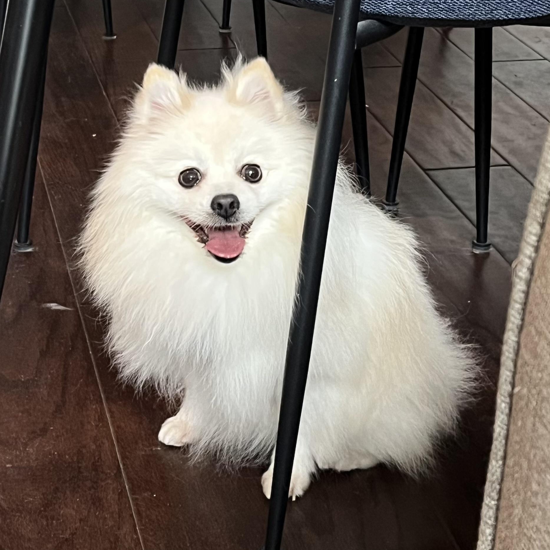 Enlarge Polard, a ADOPTABLE Pomeranian in Scarborough, ON image 4/6