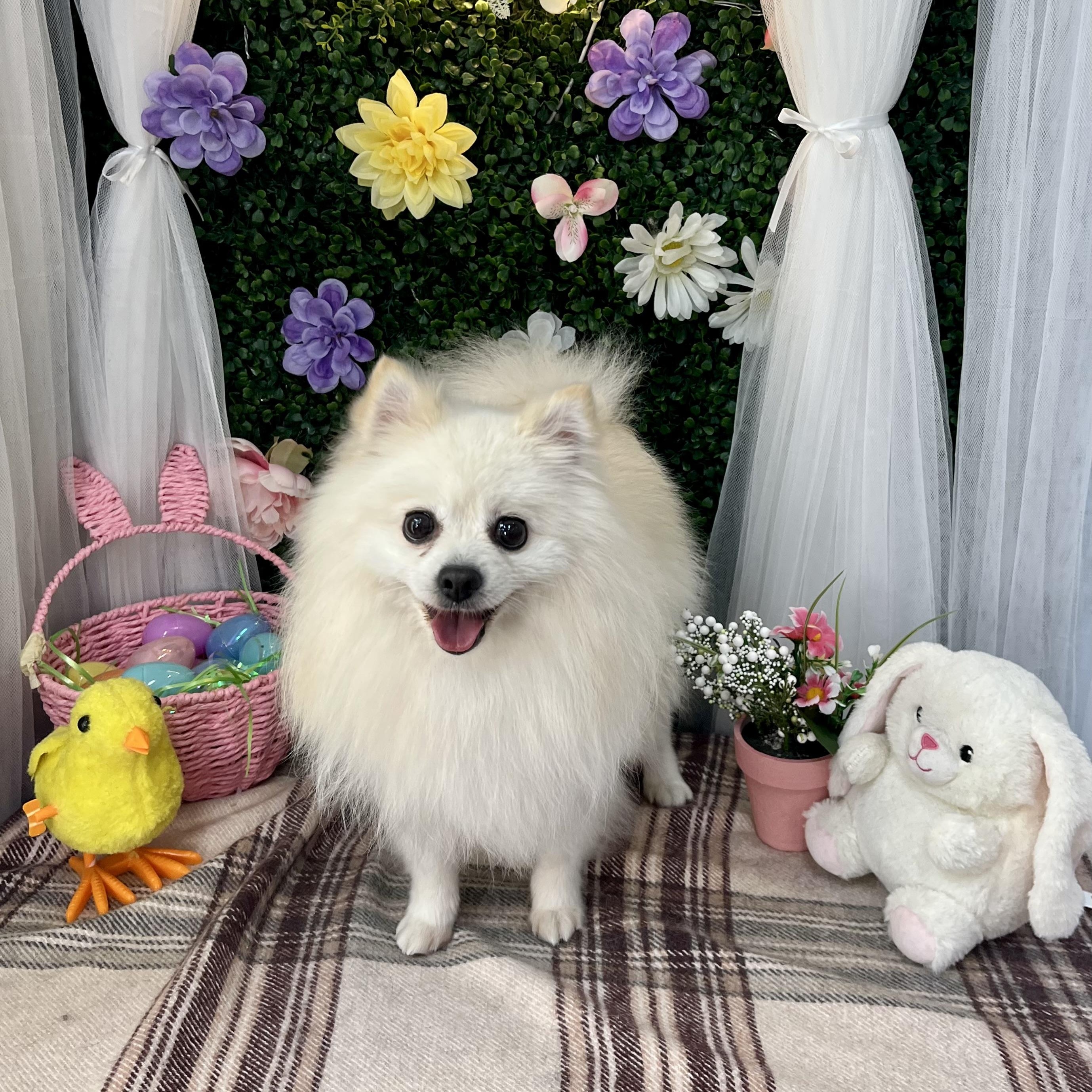 Polard, ADOPTABLE, Adult Male Pomeranian.