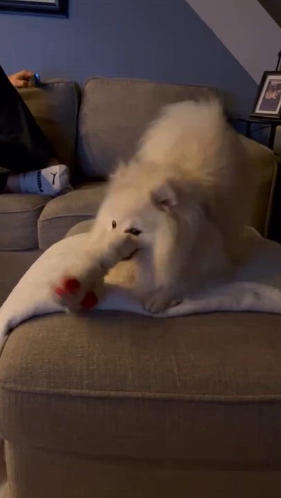 Enlarge Polard, a ADOPTABLE Pomeranian in Scarborough, ON video 6/6