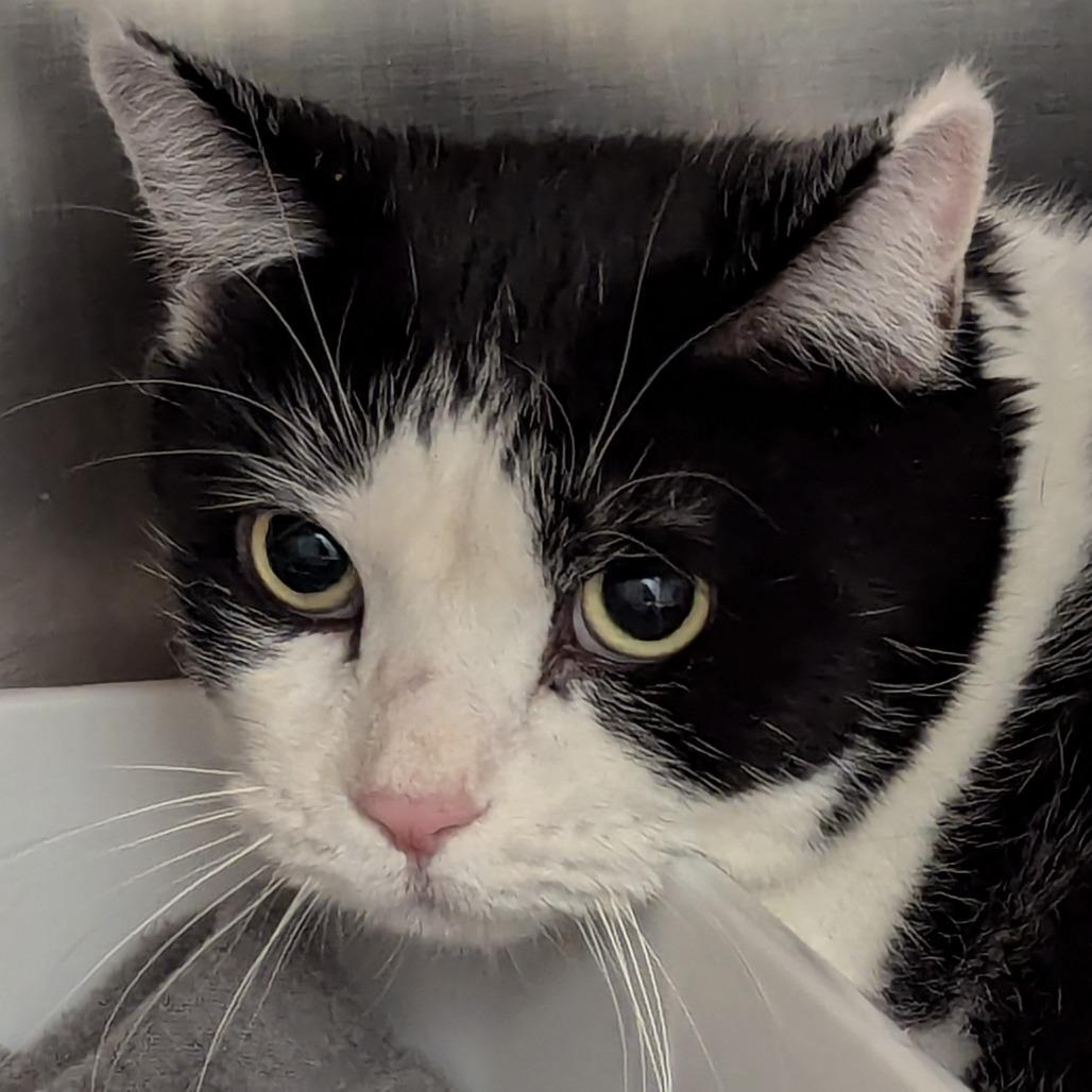 Oreo, Adoptable, Adult Female Domestic Short Hair.