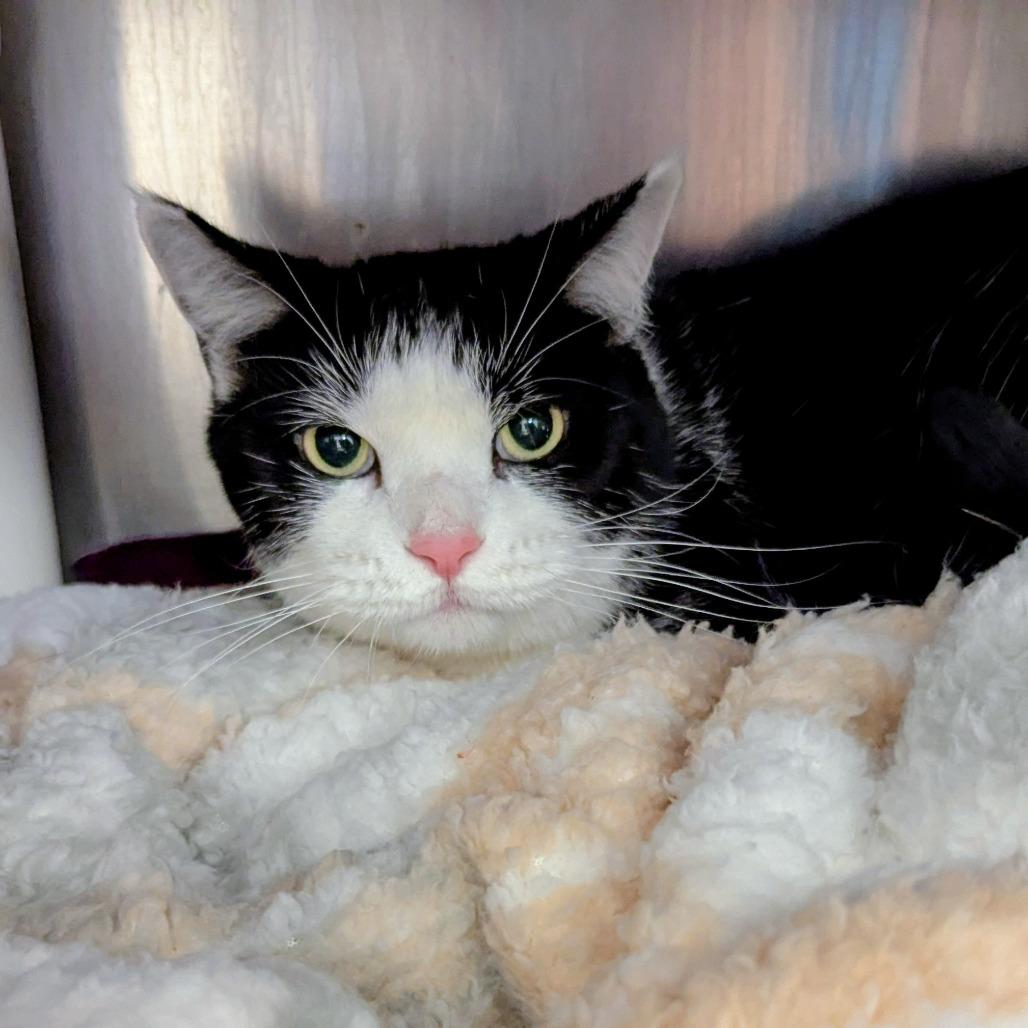 Enlarge Oreo, a Adoptable Domestic Short Hair in Marysville, OH image 2/3