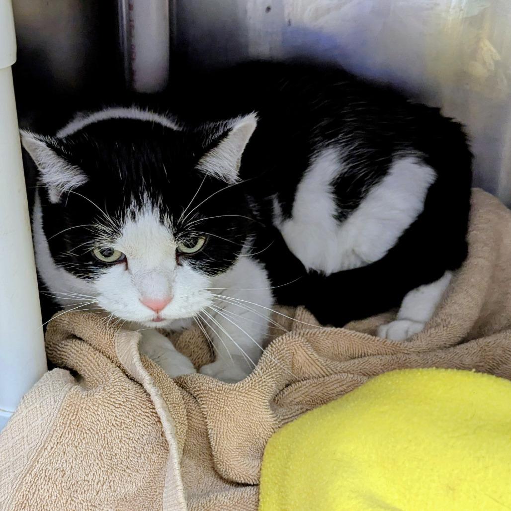 Enlarge Oreo, a Adoptable Domestic Short Hair in Marysville, OH image 3/3