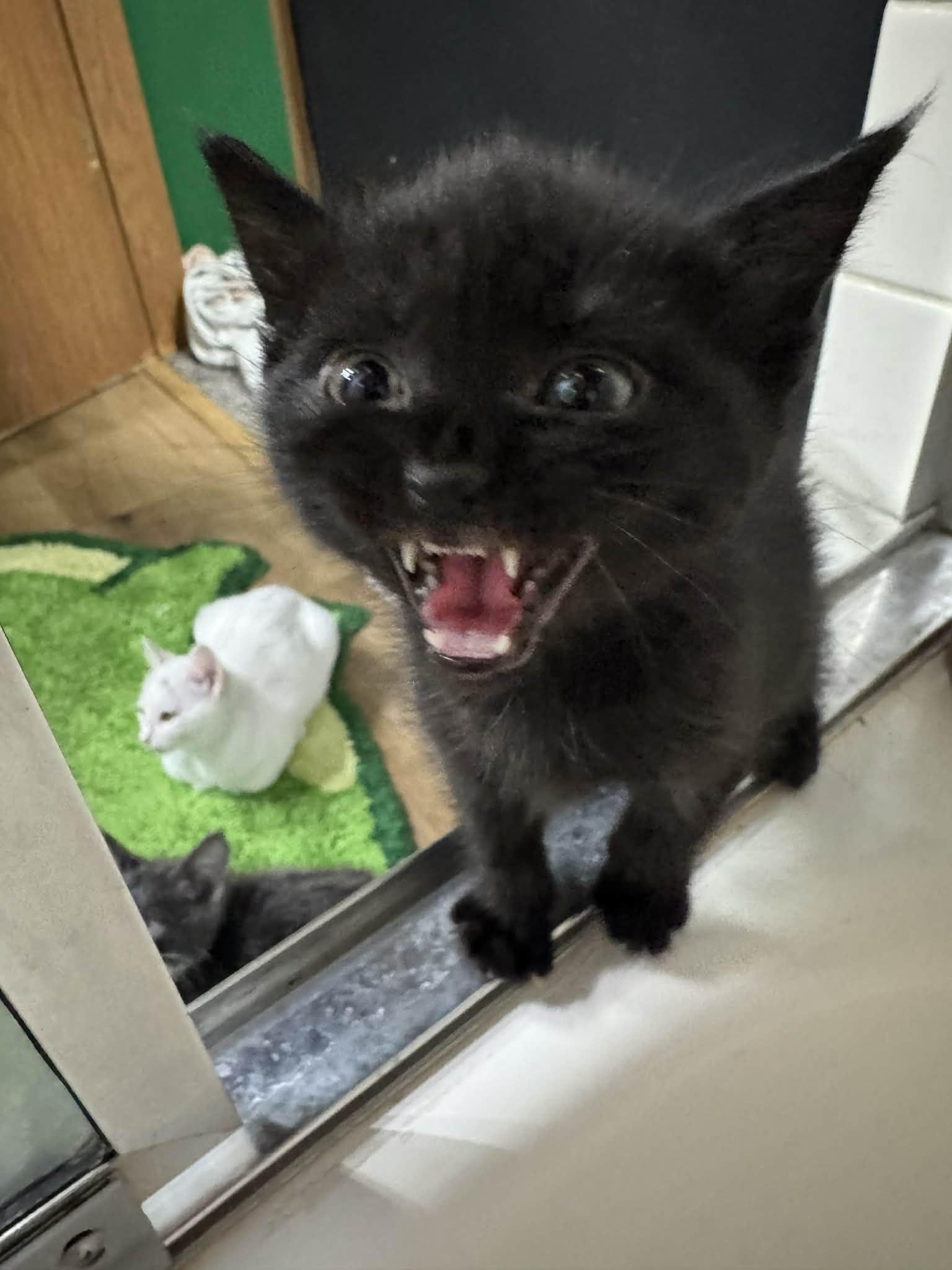 Black Plague, Adoptable, Kitten Female Domestic Short Hair.