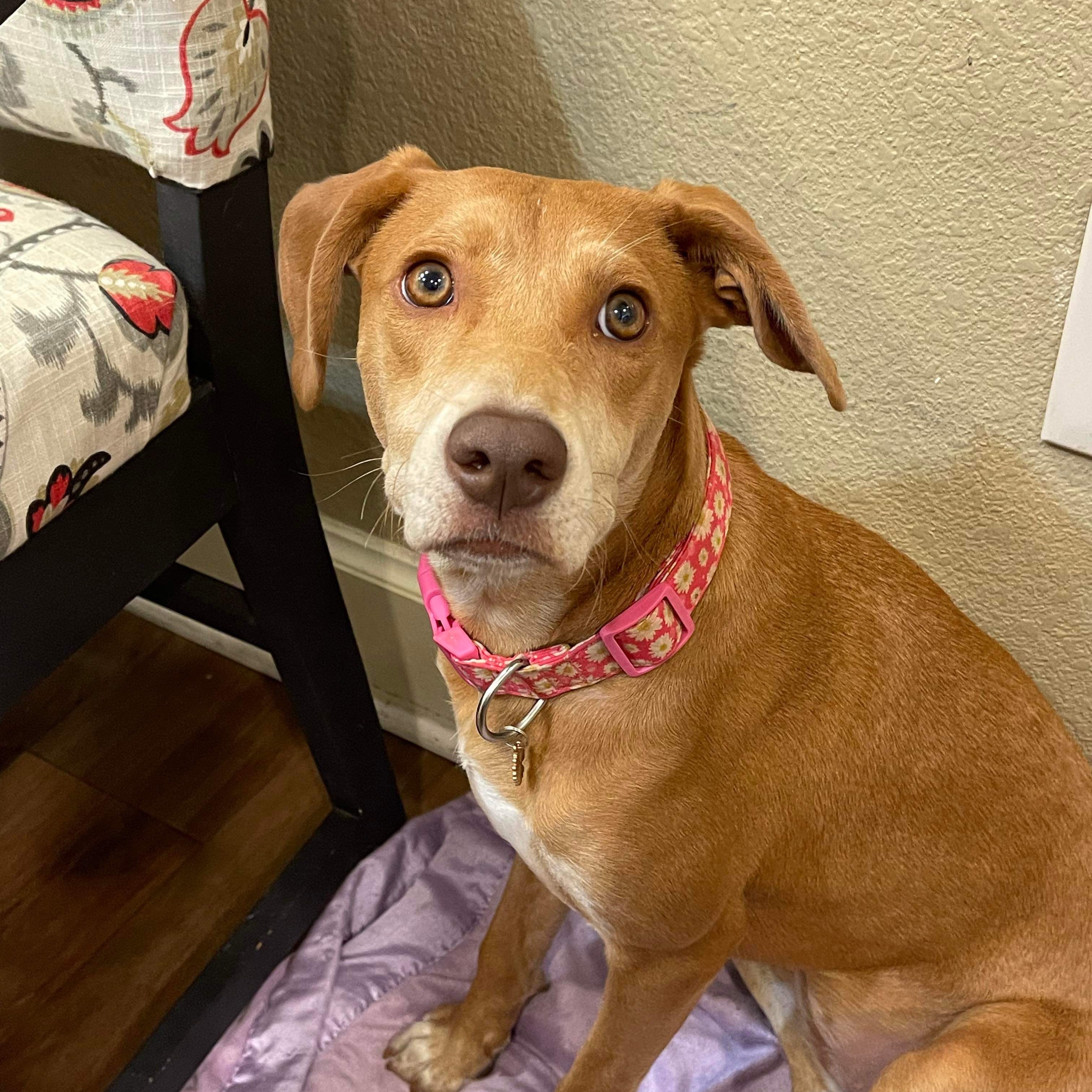 Dog for adoption Betty, a Labrador Retriever Mix in Danielson, CT