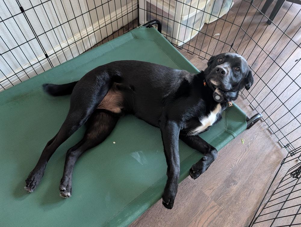 Maui, Adoptable, Adult Male Labrador Retriever & Collie.