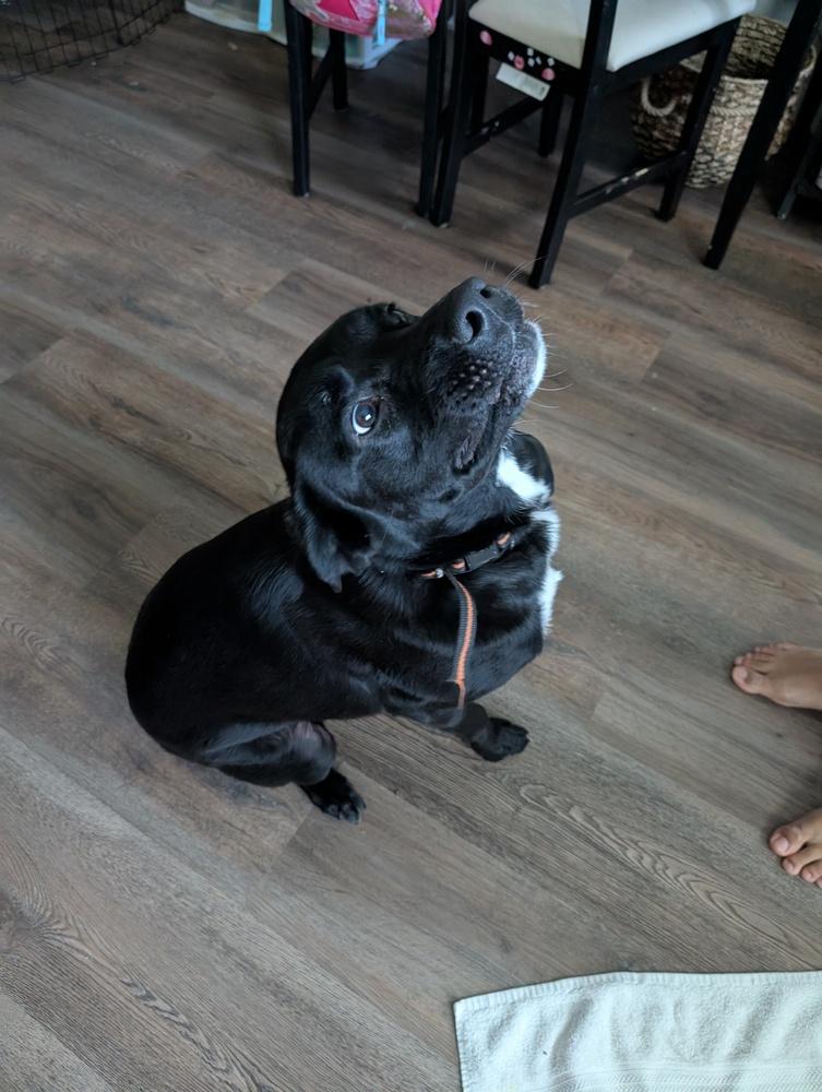 Enlarge Maui, a Adoptable mixed breed in Orlando, FL image 2/2