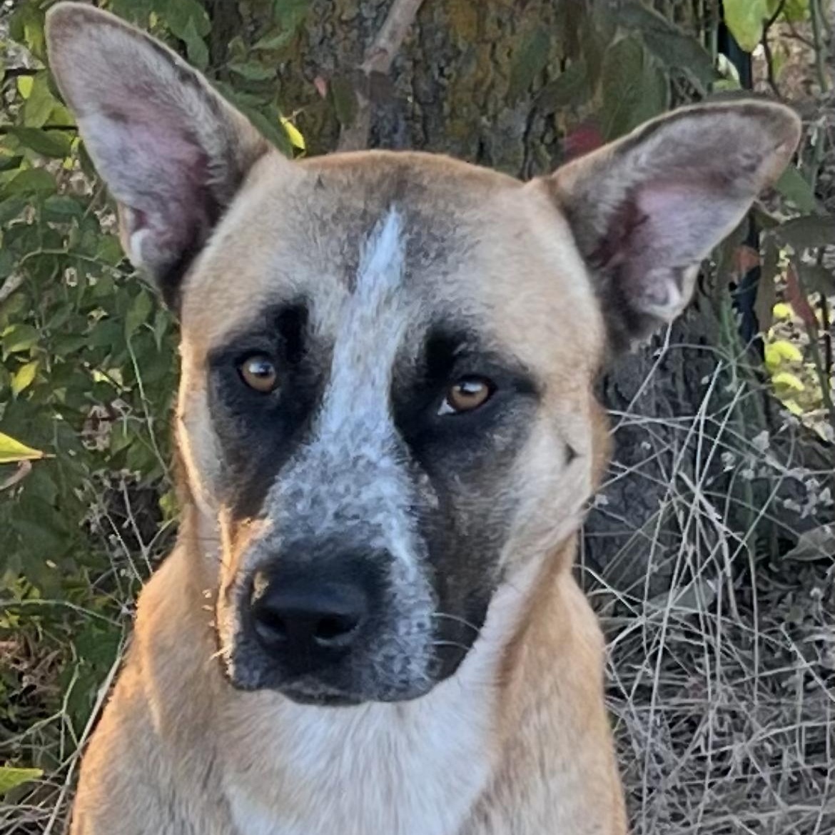 BANJO, Adoptable, Adult Male Black Mouth Cur & Belgian Shepherd / Malinois.