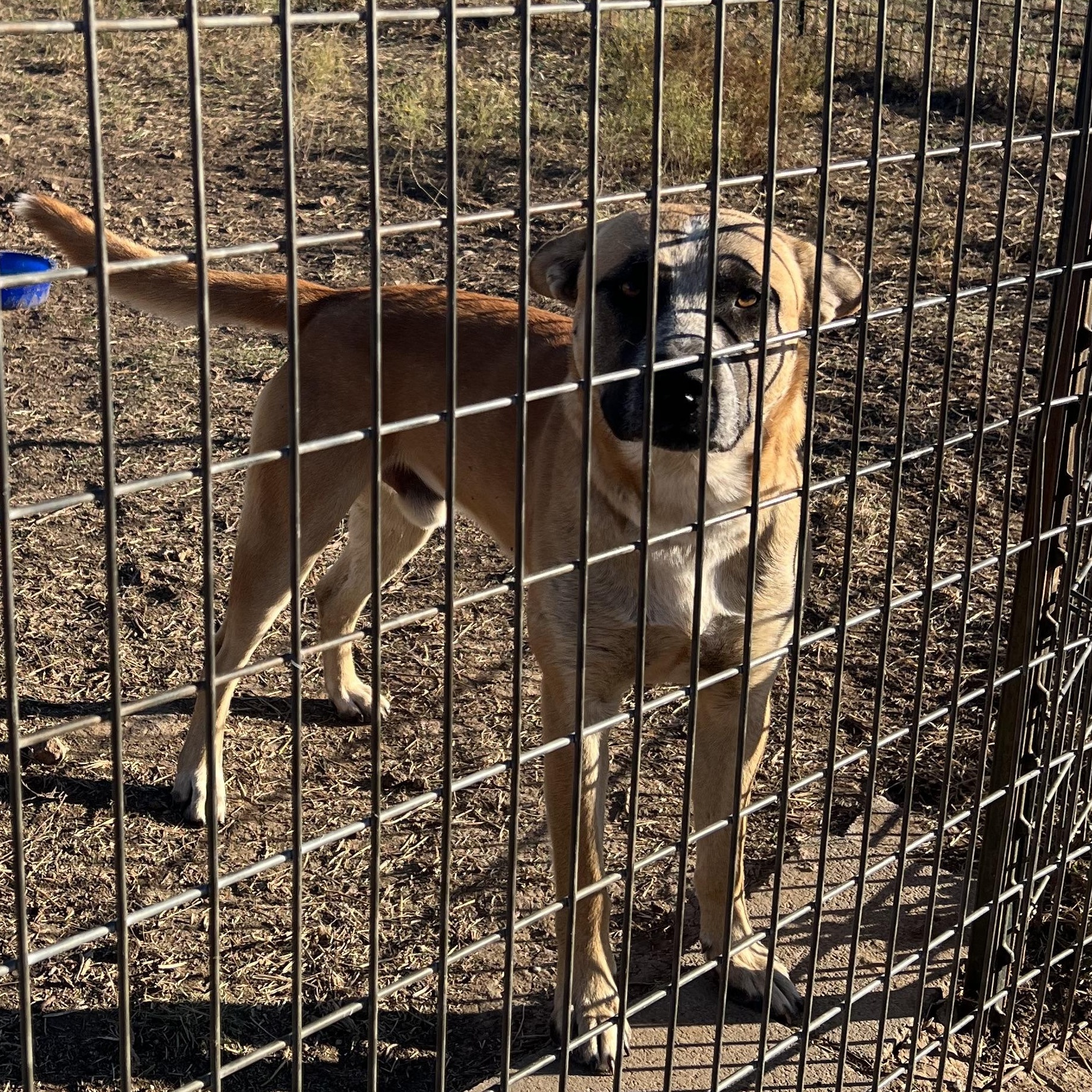 Enlarge BANJO, a Adoptable mixed breed in Burleson, TX image 3/3