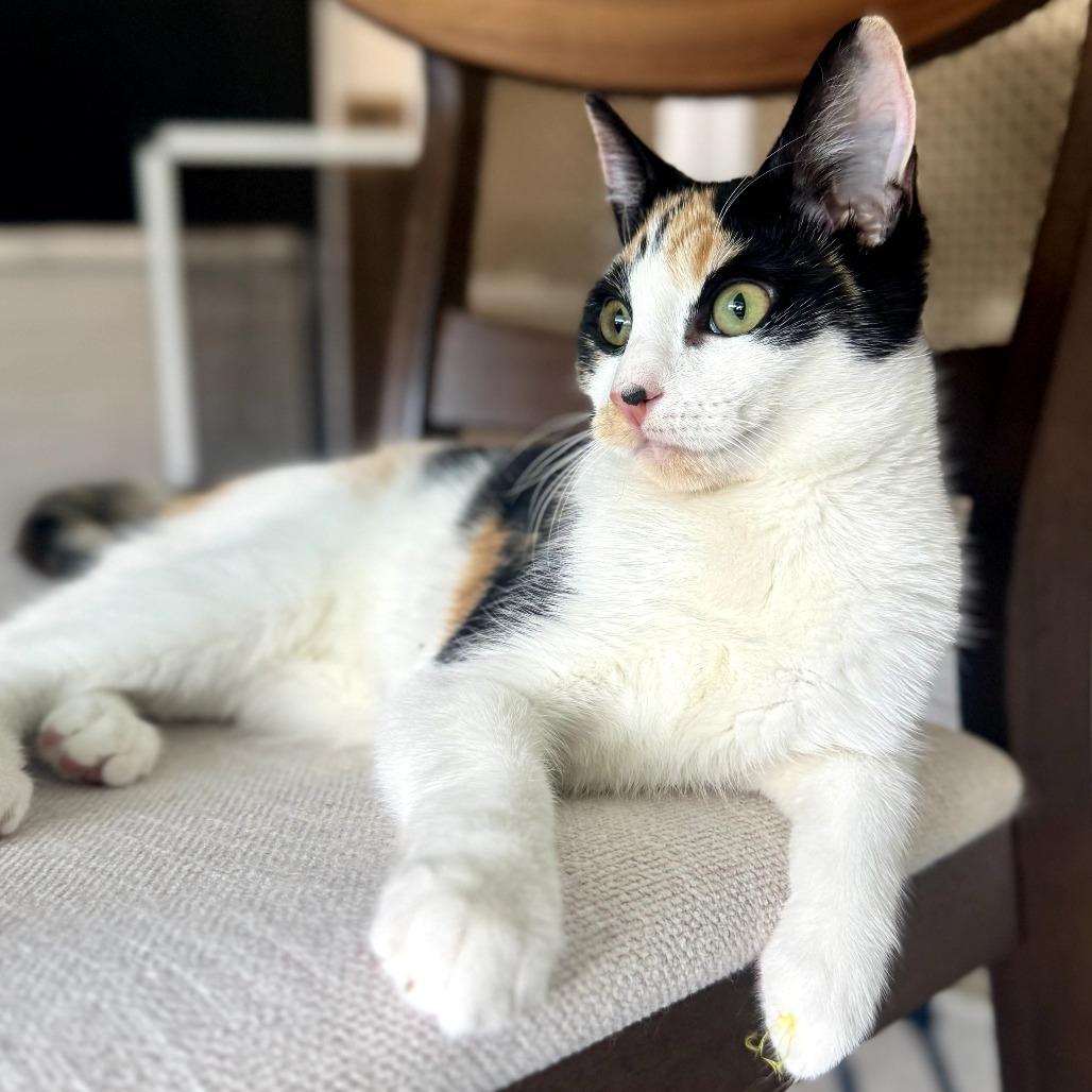 Enlarge Abby, a ADOPTABLE Domestic Short Hair in Parkland, FL image 2/5