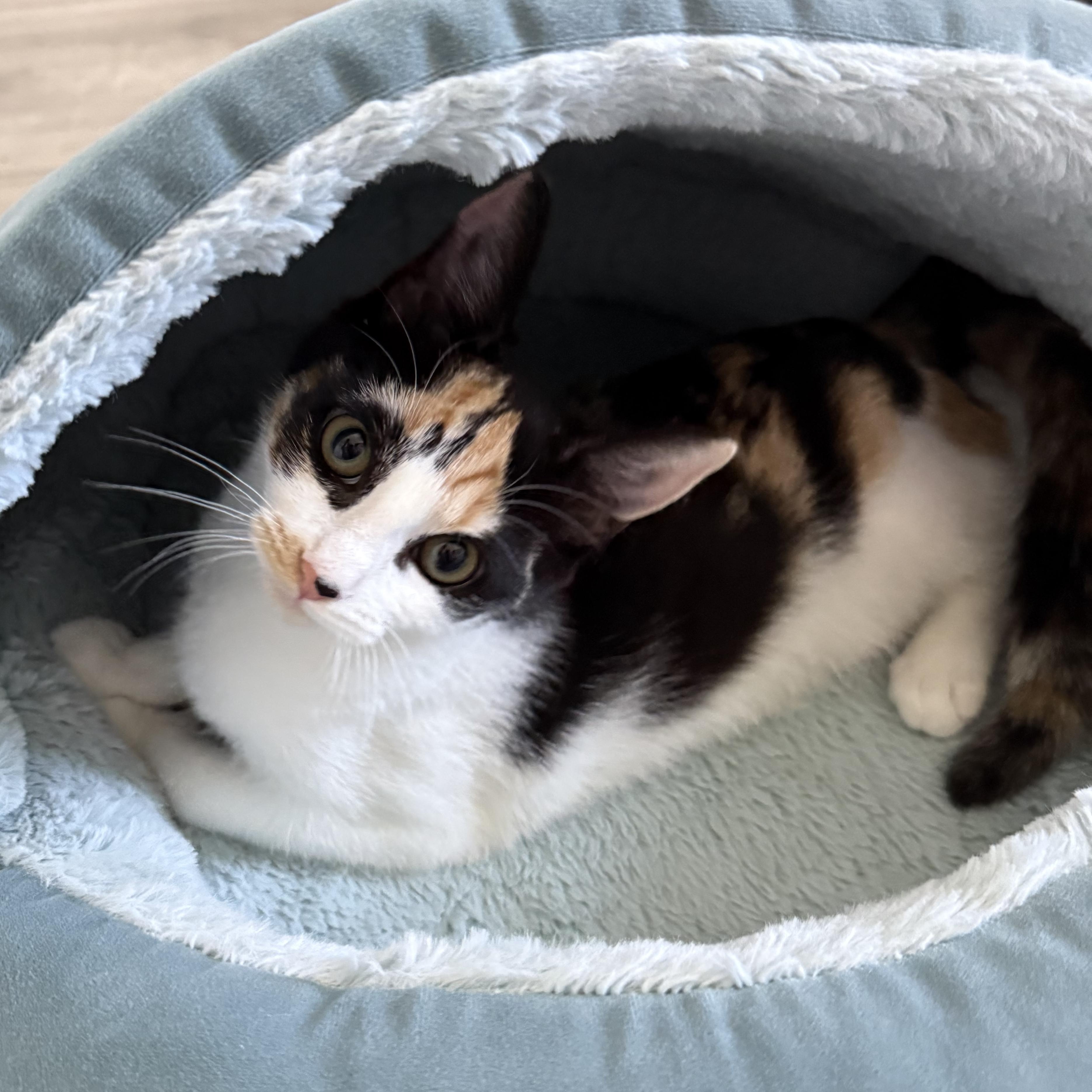 Abby (Will have 3 Legs-Tripod), a ADOPTABLE Domestic Short Hair in Parkland, FL image 1/3