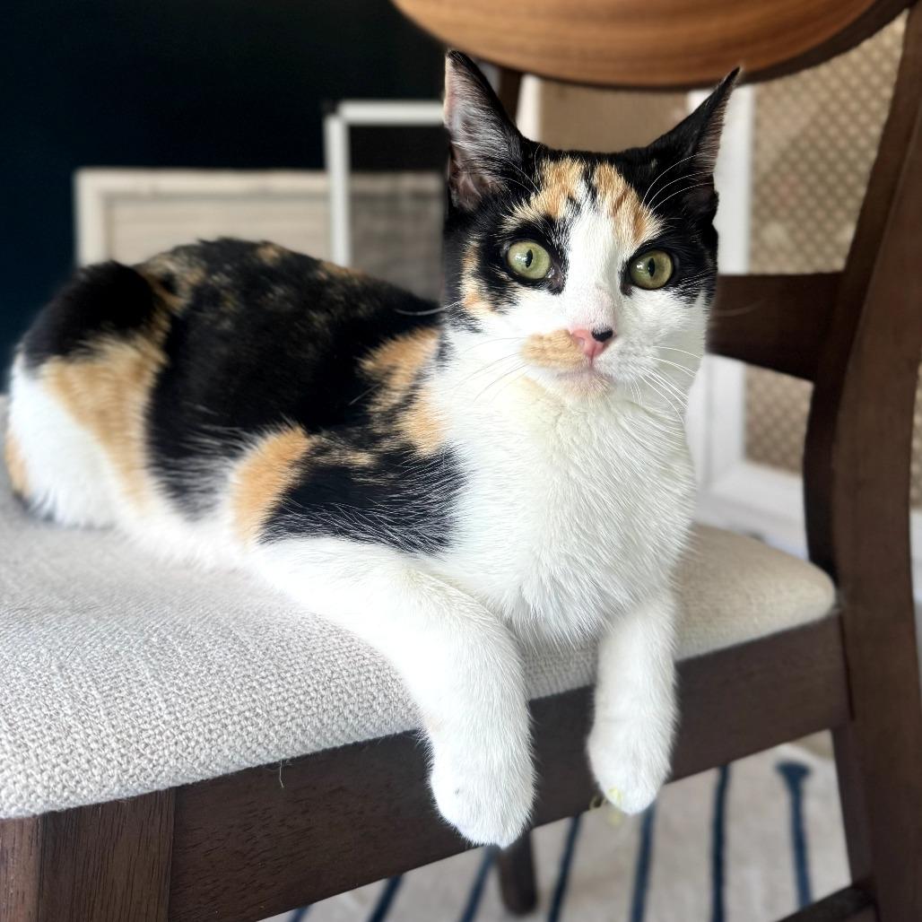 Enlarge Abby, a ADOPTABLE Domestic Short Hair in Parkland, FL image 1/5