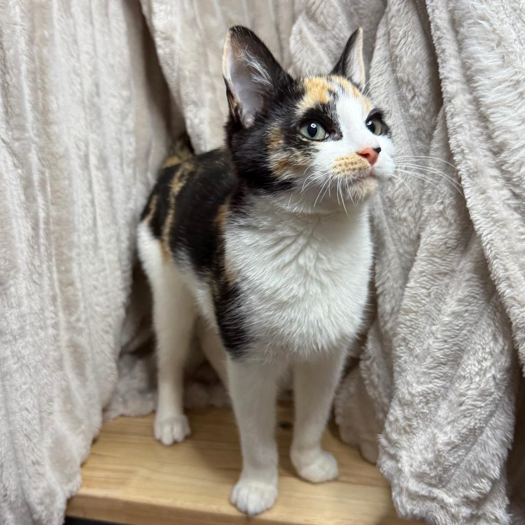 Abby (Will have 3 Legs-Tripod), a ADOPTABLE Domestic Short Hair in Parkland, FL image 3/3