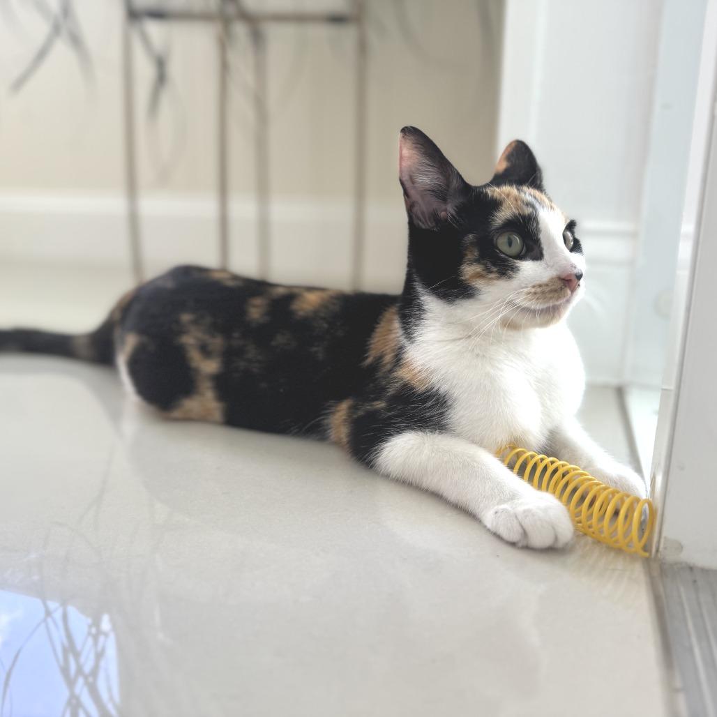 Enlarge Abby, a ADOPTABLE Domestic Short Hair in Parkland, FL image 1/6