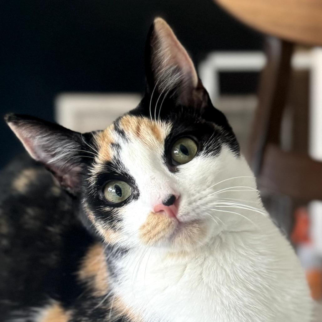 Enlarge Abby, a ADOPTABLE Domestic Short Hair in Parkland, FL image 3/5